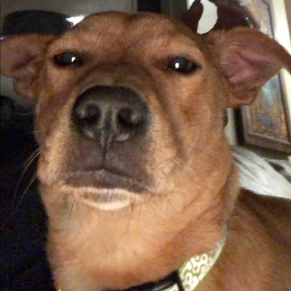 Meet your Posher, Ainsley - Picture 1 of 1